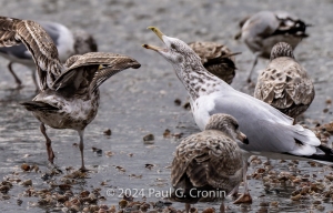 One-In-Every-Crowd