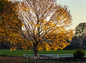 Last-of-Fall-Colors