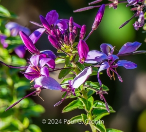 Tough-Cleome-