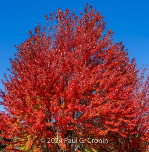 Rhode-Island-Red-Maple