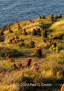 Turks-Head-Cactus-overlook-