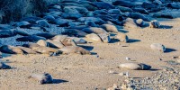 Elephant Seals