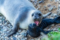 Elephant Seal