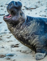 Elephant Seal Dad