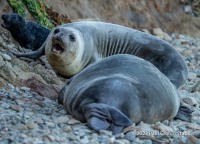 Elephant Seals