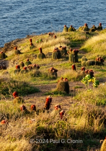 Antigua-Beauty-11