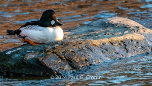 Common-Goldeneye-