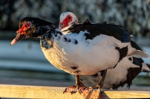 Local-Couple-