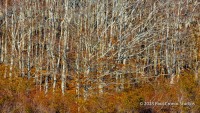 Maine Fall Colors
