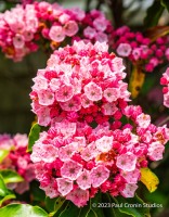 Mountain Laurel