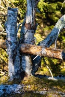 Natures fames with wood