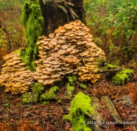 Misty Mushrooms