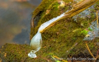 Frozen-Cormorant-