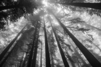 Into-the-Sky
