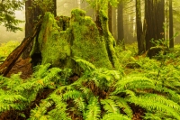 Mossy-Mist